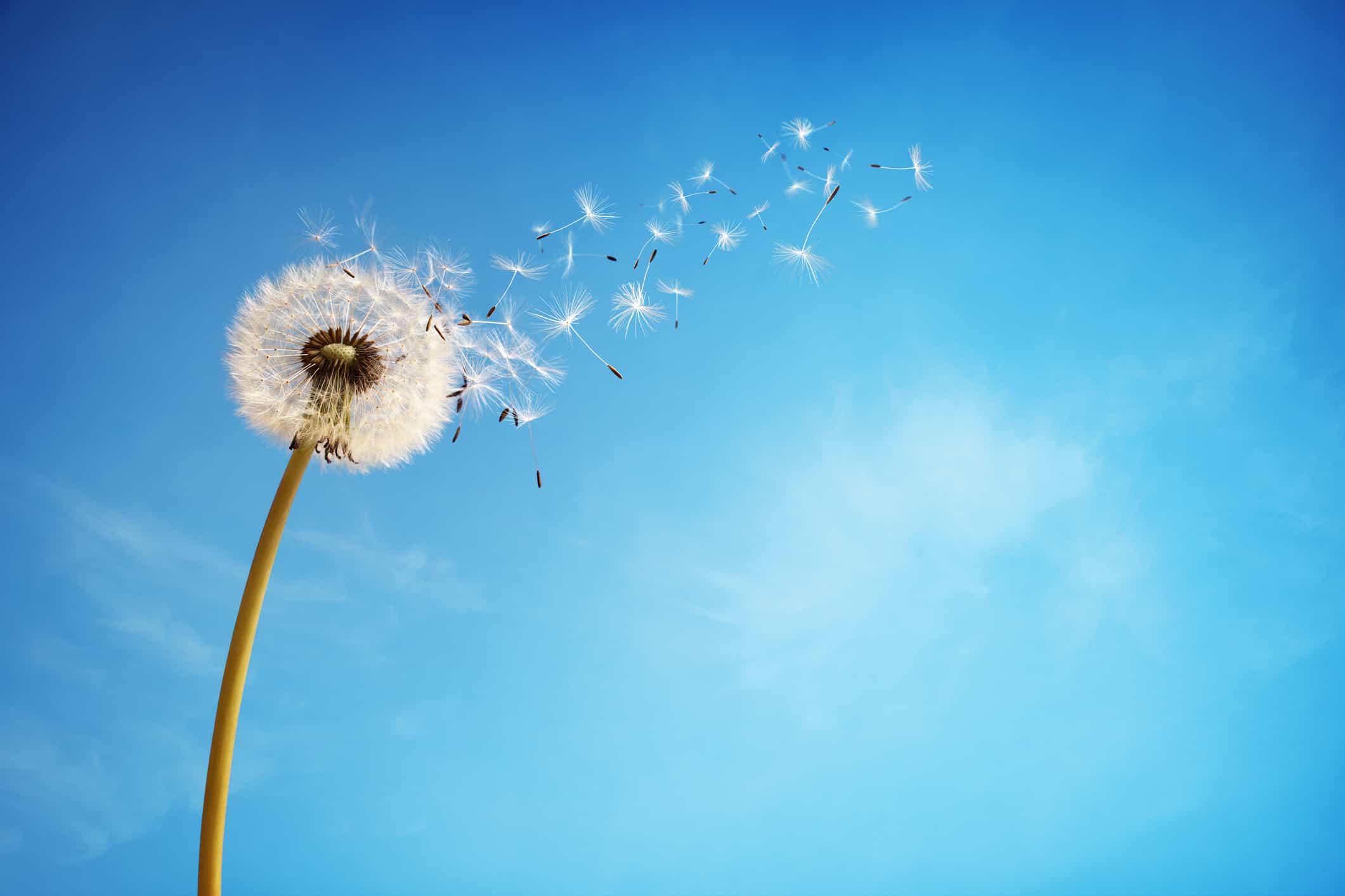 A dandelion disperses seed in the wind.
