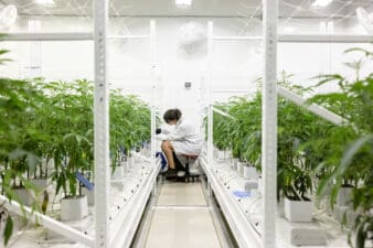 Worker tags plants at an industrial cannabis operation