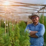 Farmer smiles near cannabis crop