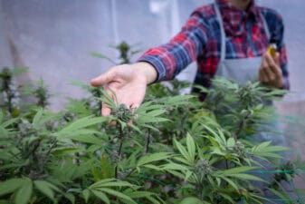 Researcher works in hemp field