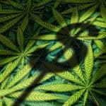 Cannabis business and marijuana industry concept as the shadow of a dollar sign on a group of leaves