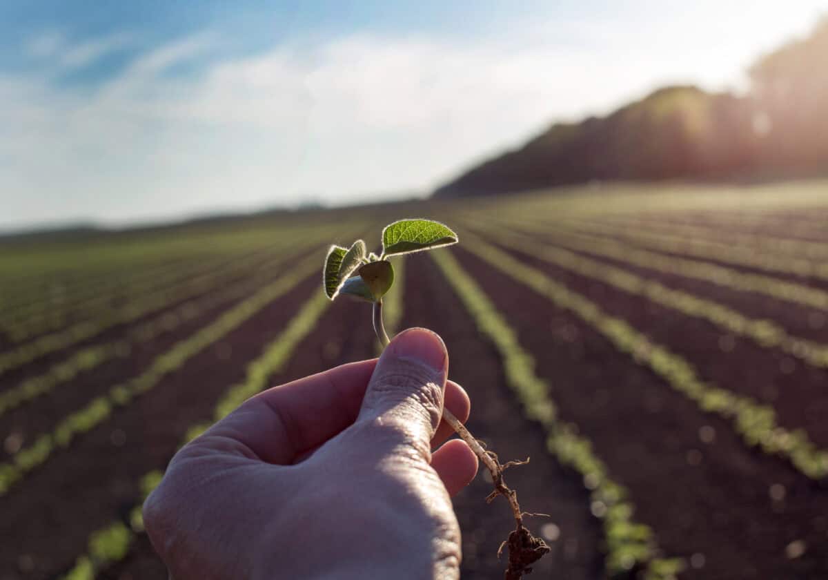 worker holds seedling in soybean field