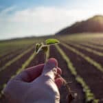 worker holds seedling in soybean field